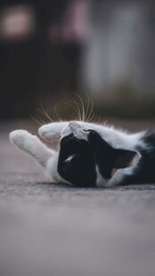 黑白猫咪惬意躺地