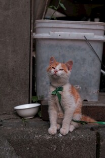 门口系绿巾的可爱猫咪