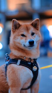 可爱柴犬佩戴帅气背带