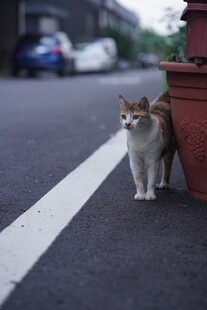 路边的猫咪