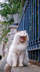 张嘴的长毛猫坐于路边