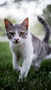 草地上行走的可爱猫咪