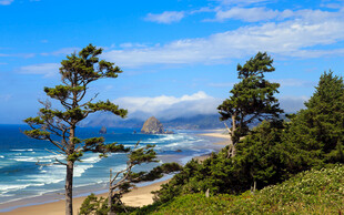 海岸边的挺拔树木与海景