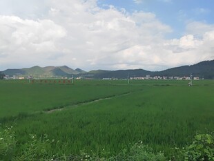 广袤绿野 田园风光如画