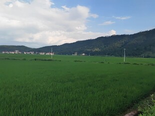 广袤绿野 田园风光如画