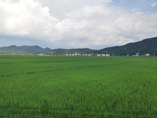 广袤绿野间的田园风光