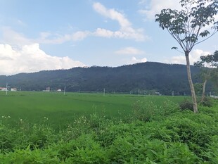 绿野青山间的田园风光