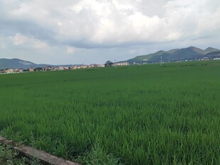 绿色稻田风光