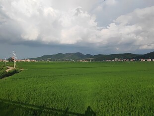 田园绿野风光