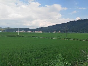 广袤绿野间的田园风光