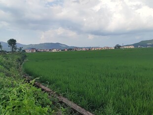广袤绿野稻田风光