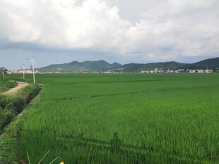 广袤绿野间的田园风光