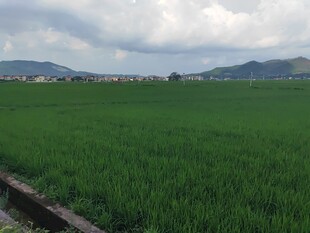 绿色稻田与远处山峦风景