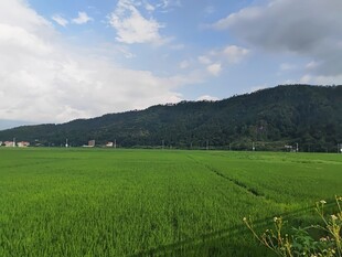 翠绿田野与远山美景