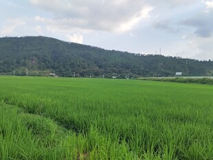 广袤绿野间的田园风光
