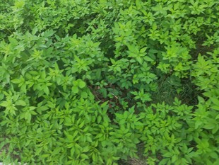 翠绿繁茂的植物景观