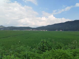 广袤绿野与远山蓝天