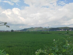 田园绿野风光