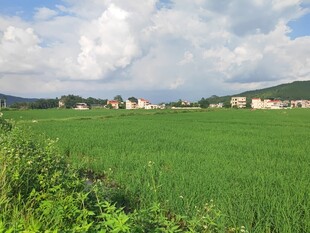 田园绿野风光