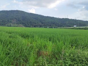 广袤绿野田园风光