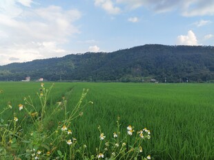 绿野青山间的田园风光