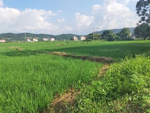 乡村绿野风光