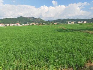 绿色田野风光