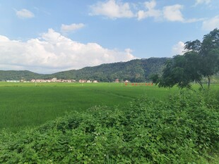田园绿野风光