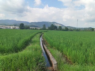 田园水渠边的翠绿田野