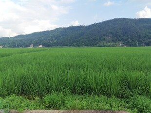 翠绿稻田与远山美景
