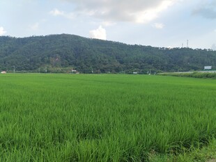 绿色田野与远山美景