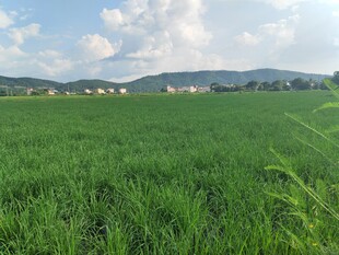 广袤绿野田园风光
