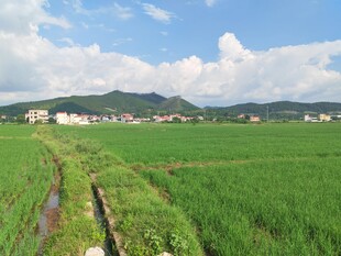 田园风光中的翠绿稻田