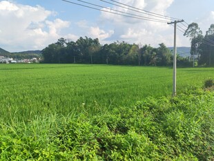 广袤绿野风光