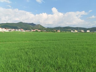 广袤绿野 远山白云相伴