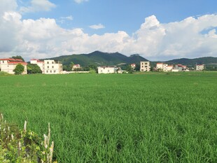 广袤绿野与远处村落风光