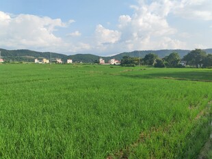 翠绿稻田与远处村落风光
