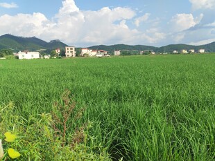 广袤绿野中的乡村景致