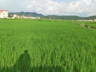 绿色稻田与远处村庄美景