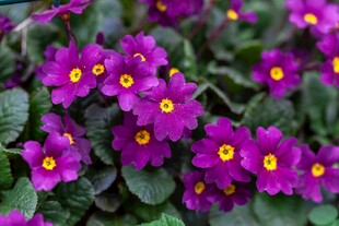 紫色报春花特写
