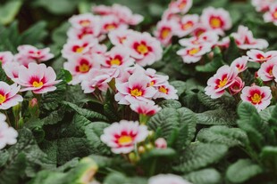 粉色报春花绽放生机