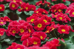 鲜艳报春花绽放