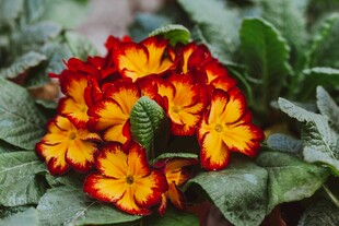 多彩报春花绽放