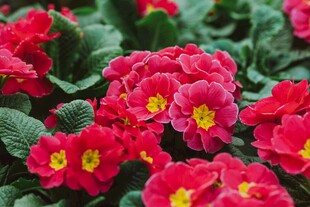 鲜艳报春花绽放