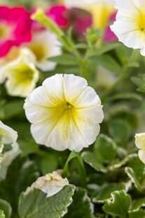 白色矮牵牛花绽放