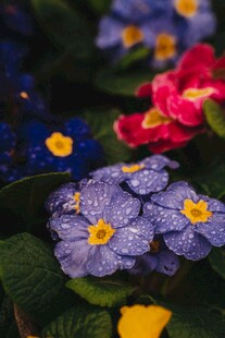 多彩报春花绽放