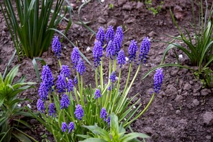 紫色风信子绽放于花园