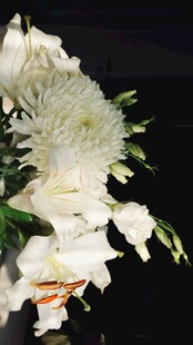 白色菊花花束