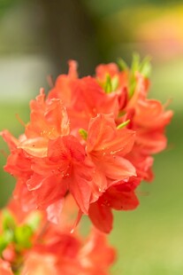 鲜艳橙红杜鹃花绽放