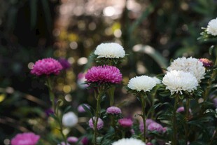 多彩菊花绽放于花园中